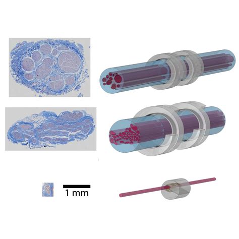 Validated Computational Models Predict Vagus Nerve Stimulation