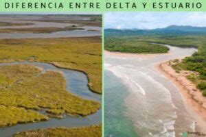 Delta Y Estuario Diferencias Y Caracter Sticas Nicas