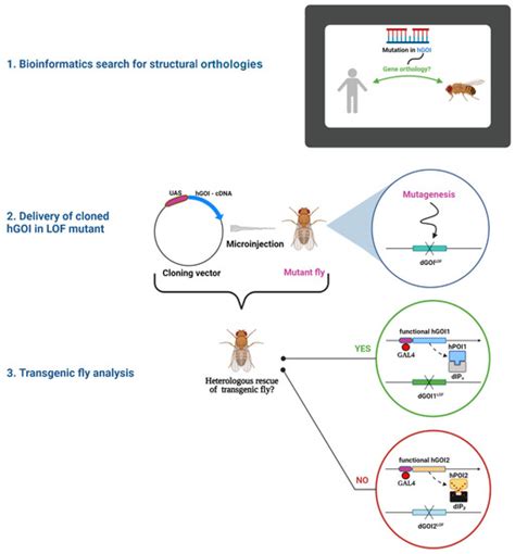 Ijms Free Full Text Inter Species Rescue Of Mutant Phenotype—the