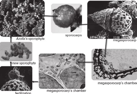Azolla ’s life cycle, showing the permanent presence of bacteria (bact ...