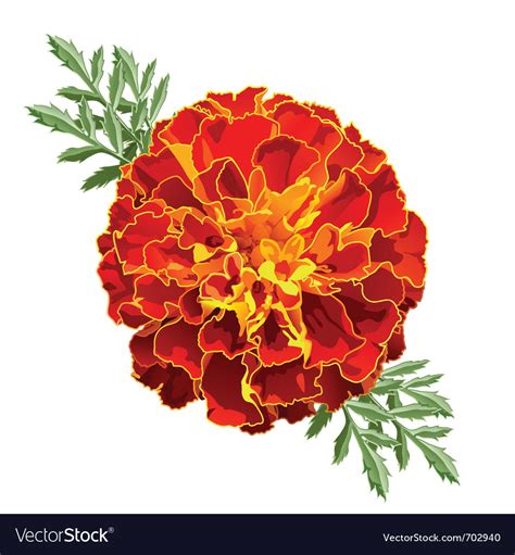 Marigold tagetes Royalty Free Vector Image - VectorStock