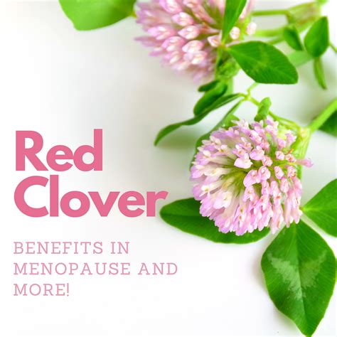 Red Clover Benefits in Menopause and More!