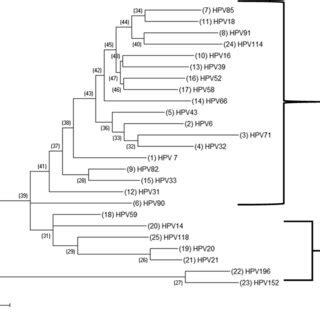 Phylogenetic Analysis Of Select Papillomavirus Found In The Cohort Hpv