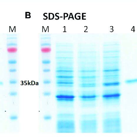 A Sds Page Analysis Of E Coli Bl De Harboring Pet Gst Cl