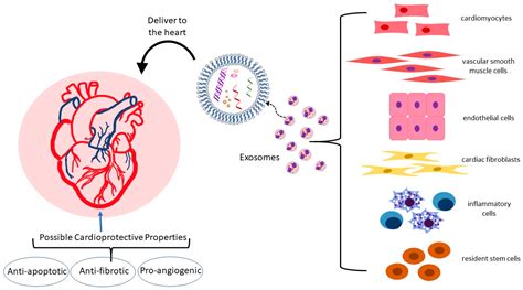 Metabolites Free Full Text Exosomes In Cardiovascular Disease From