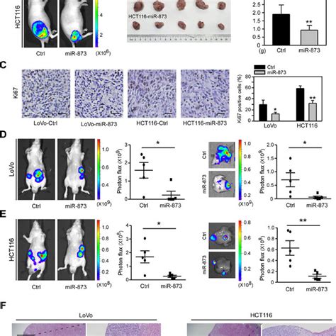 Mir 873 Suppresses Crc Cell Growth And Liver Metastasis In Vivo A