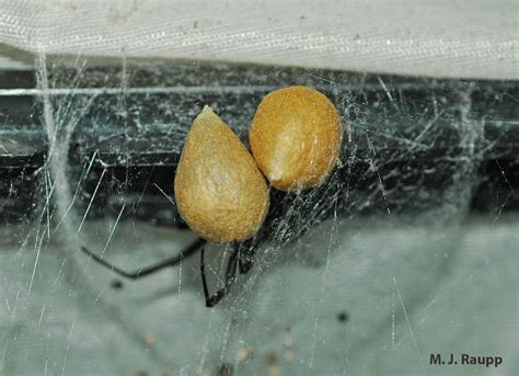 Beautiful But Dangerous Black Widow Spiders Latrodectus Spp — Bug Of