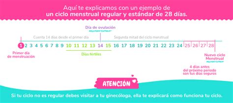 Qu Es El Ciclo Menstrual Fases Y Duraci N Nosotras