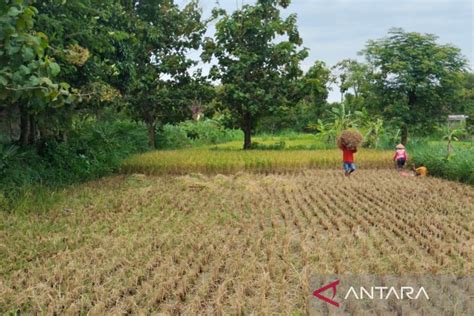 Dinas Kulon Progo Panen Padi Maret April Capai Ton Antara News