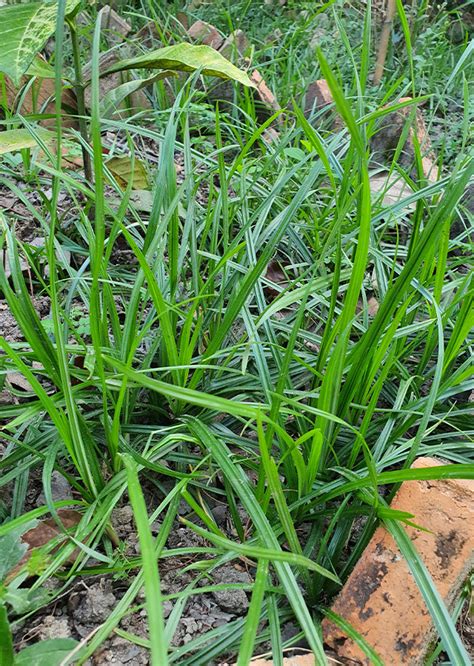 Cyperus Rotundus