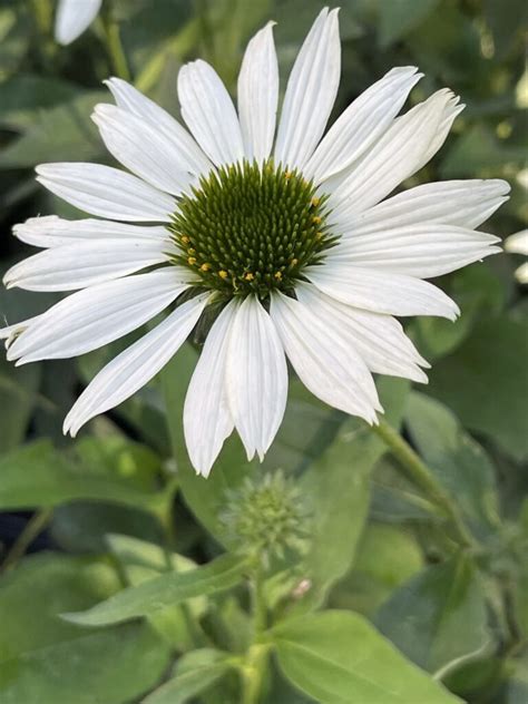 Jezowka Echinacea Kismet White 1 Szt FlowersBulbs Cebulki Kwiatowe