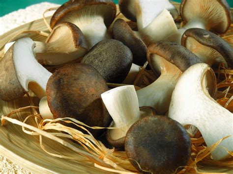 Ricette Con Funghi Cardoncelli