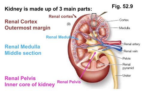 BIOE 20B Osmoregulation Excretion Kidney Function Flashcards Quizlet