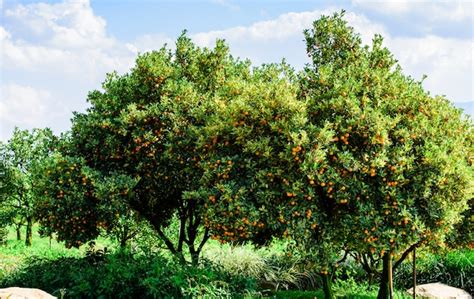 Premium Photo | Organic kumquat fruit on the tree