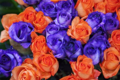 Blue And Orange Roses — Stock Photo © Araraadt 14484429