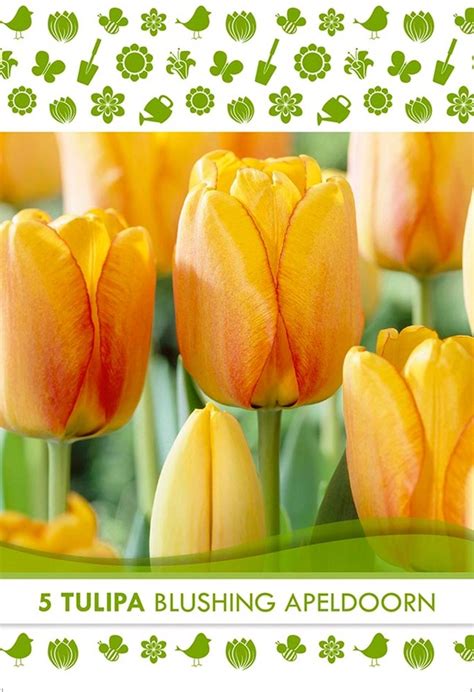 Tulpe Darwin Blushing Apeldoorn Kaufen Bei OBI