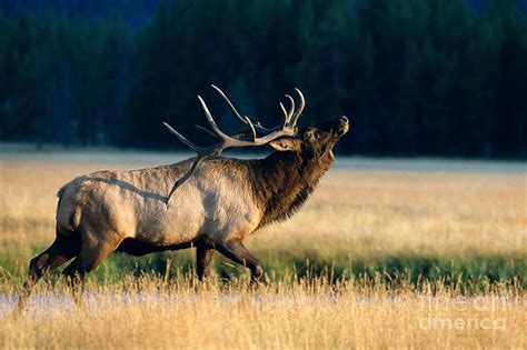 Bugling Bull Elk Photograph by John Hyde - Printscapes - Fine Art America