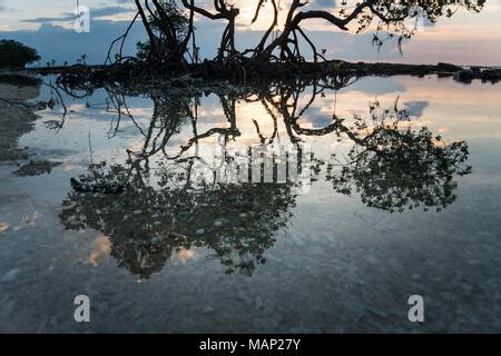 Mangrove Trees Reflected In The Water Galapagos Islands National Park