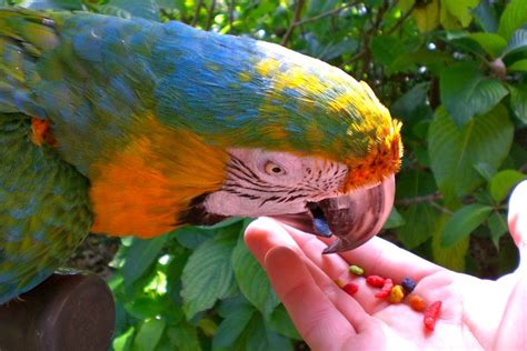 Feeding Parrots Smithsonian Photo Contest Smithsonian Magazine