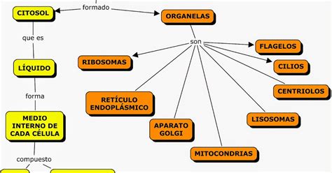 Mapa Conceptual De La Celula Mapa Cuci