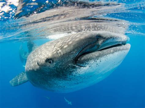 How to Swim With Whale Sharks in La Paz, Mexico | Roam Mexico