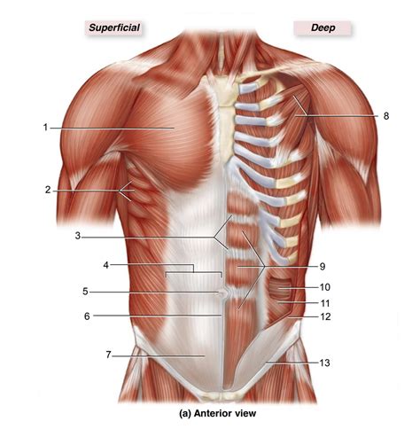 Abdominal Muscles Diagram Quizlet