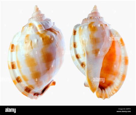 Banded Bonnet Shell Phalium Bandatum Region Indo Pacific Japan