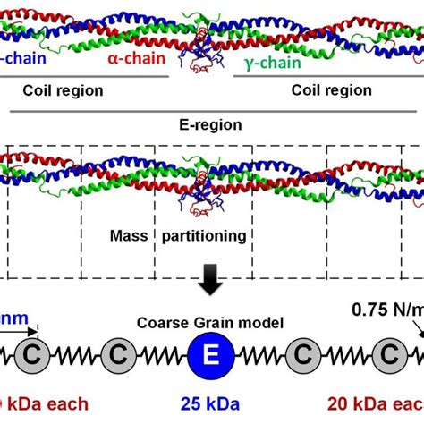 Coarse Graining Steps Of Fibrinogen Molecule A Molecular Model Of