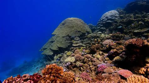 Indo Pacific Coral Reefs Coral Reef Information