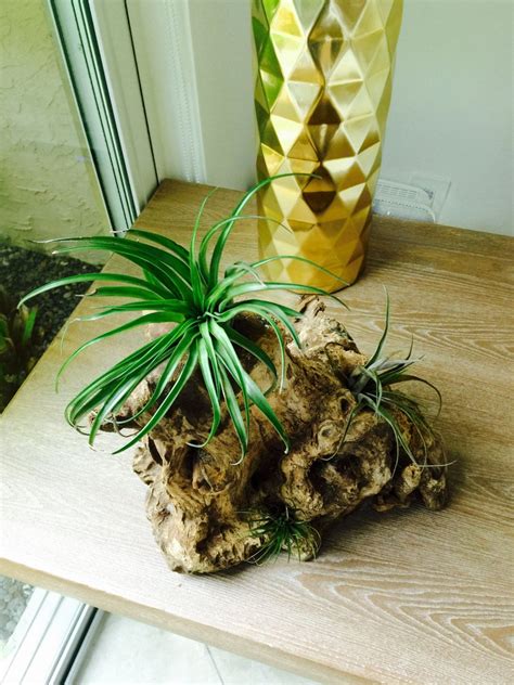 Driftwood Arrangement With Air Plants By Twicethestylestore On Etsy Air Plants Easy Plants