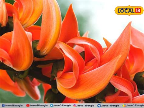 Vastu Tips: পলাশ ফুলের এই সহজ টোটকায় জীবনে ঘটবে ম্যাজিক! ভাসবেন সুখের ...