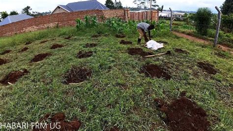 Planting Cassava At The African Homestead Youtube