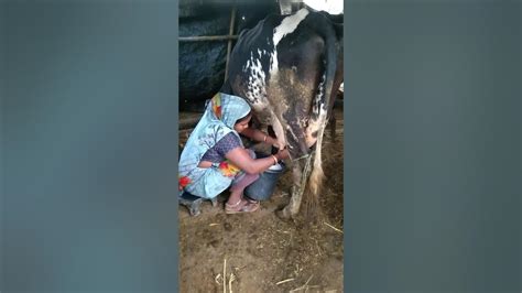 Cow Milking By Beautiful Woman Short Youtube