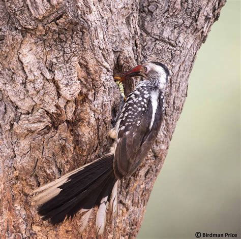 Red-billed Hornbill nest - Simons Birding Blog