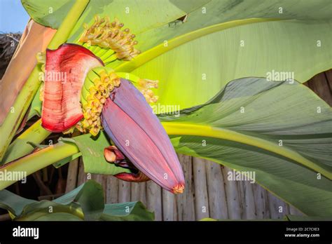 Wild Bananas Plant Musa Balbisiana Growing Uganda Africa Stock