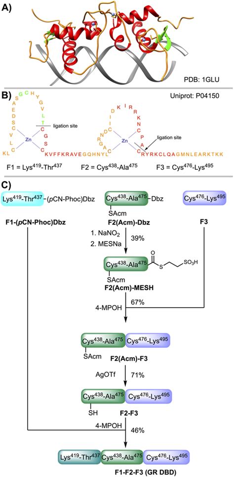 A X Ray Structure Of The Homodimer Dna Binding Domain Dbd Of The