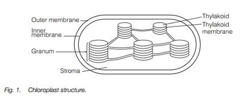 Structure Of Plant Cell Plastids And Mitochondria