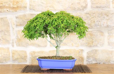 Bonsai Acero Palmatum Kiyohime 15 Leroy Merlin