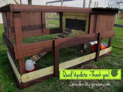 Diy Quail Hutch Ideas And Designs Homestead Survival