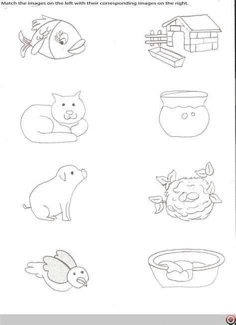 Animals And Their Homes Worksheet