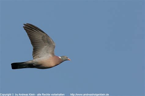 Ringeltaube Bilder Und Video Steckbrief Und Infos Naturfotografien