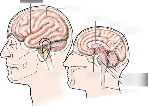 CNS Lateral Surface And Midsection Of Brain Diagram Quizlet