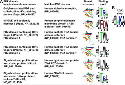 Predicted PDZ Domain Structures And Their Binding Motif Logos A The