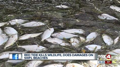 Red Tide causes large fish kills in Englewood - Fox 4 Now WFTX Fort Myers/Cape Coral