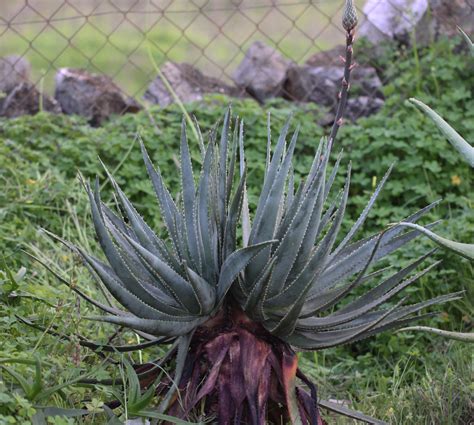 Aloe Succotrina 2020 12 This Plant Was Bought From OC 200 Flickr