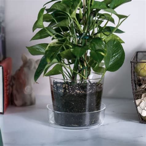 5 Best Clear Glass Pots For Plants A Buyers Guide