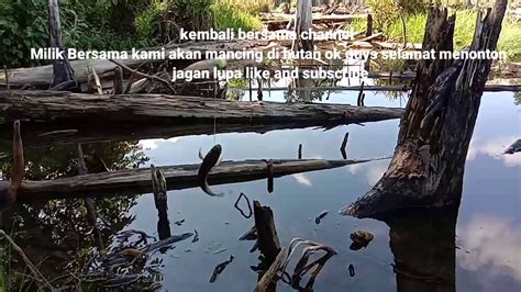 Mancing Di Hutan Pedalaman Kalimantan YouTube