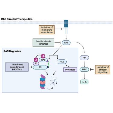 Ras Degraders The New Frontier For Ras Driven Cancers Molecular Therapy