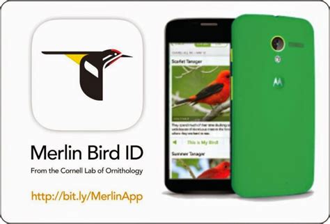 Identify That Bird With The Merlin Bird ID App ActionHub