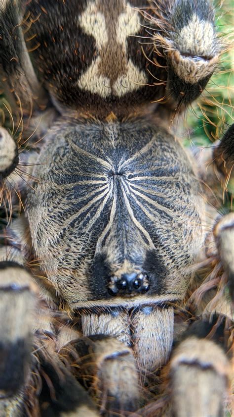 01 Poecilotheria Subfusca Highland Rtarantulas